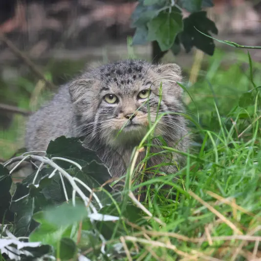 A photograph of Zaya in Gdansk Zoo