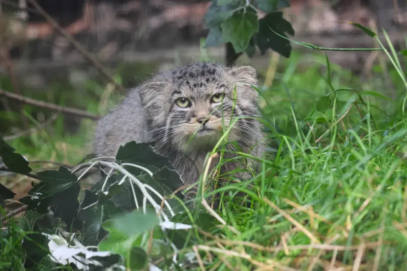 A photograph of Zaya in Gdansk Zoo