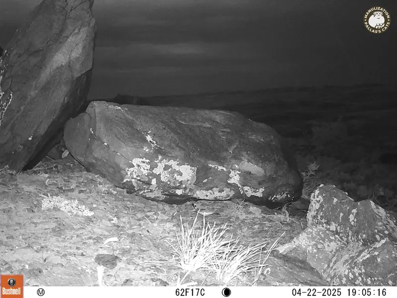 A photograph of a Pallas&#039;s cat from Koshkar camera trap