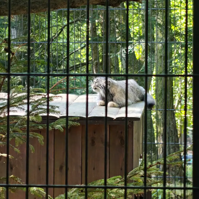 A photograph of Tsas in Kraków Zoo