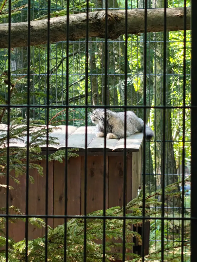 A photograph of Tsas in Kraków Zoo