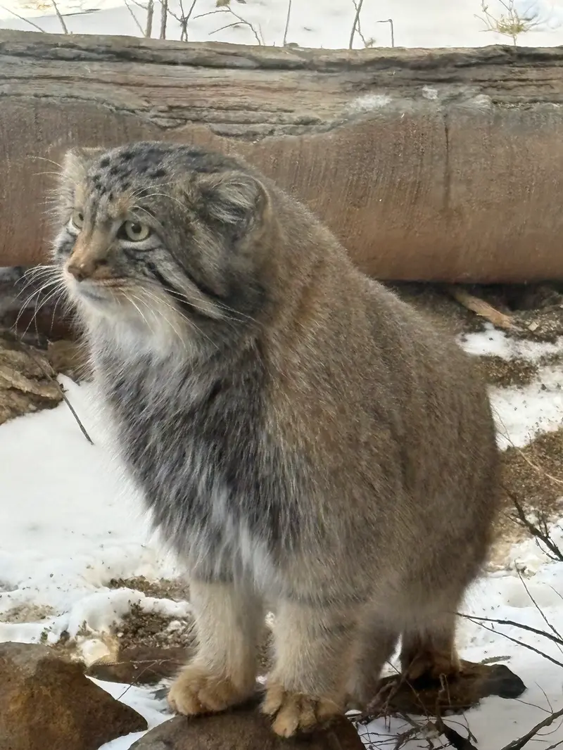 A photograph of Nagomu in Nasu Animal Kingdom