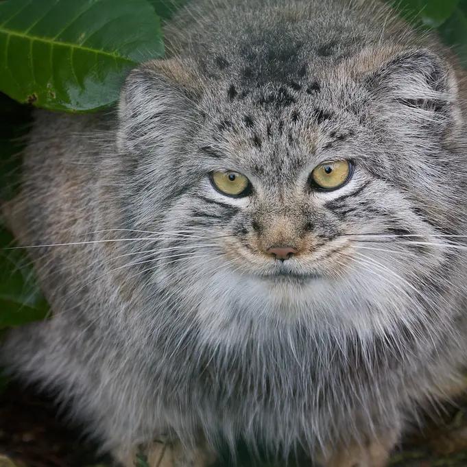A photograph of Wei Shand in The Big Cat Sanctuary