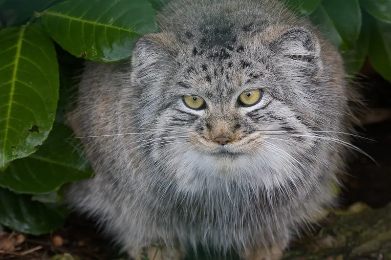 A photograph of Wei Shand in The Big Cat Sanctuary