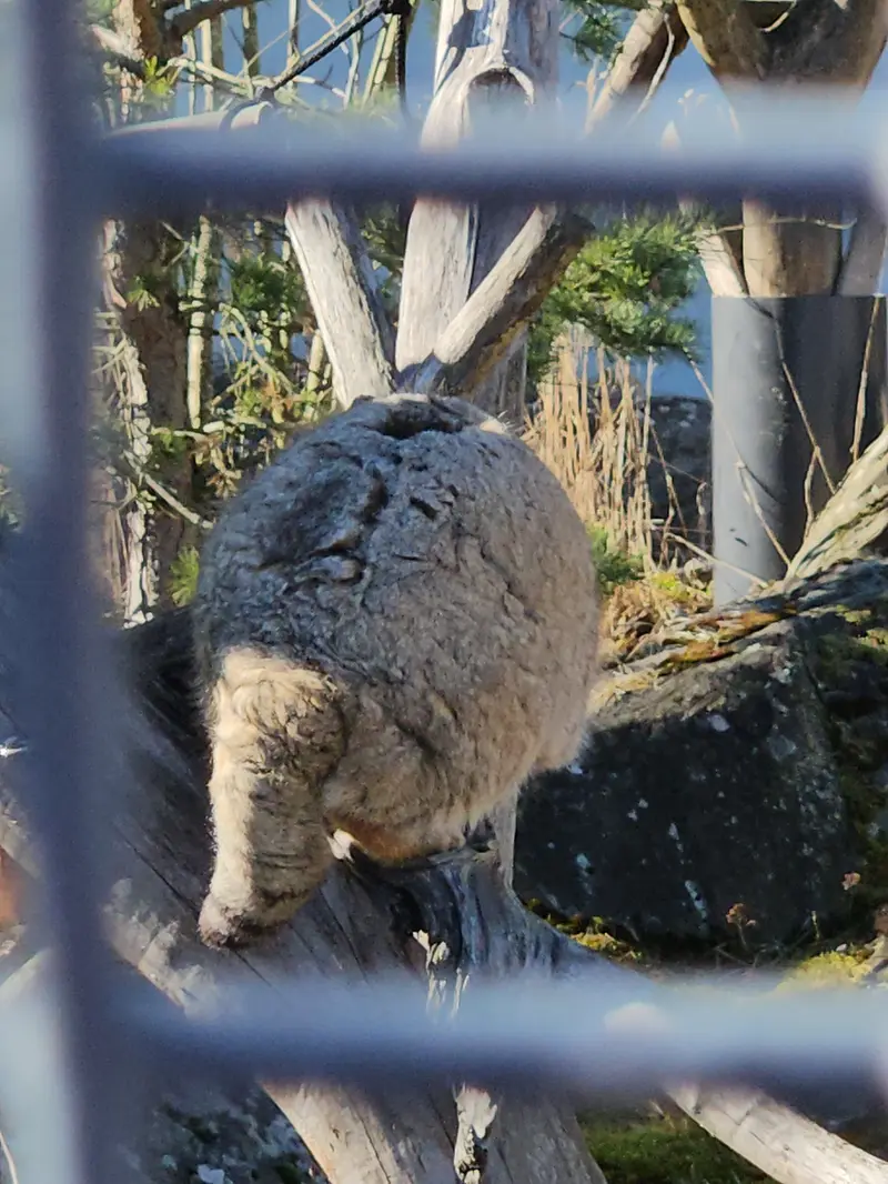 A photograph of Mimi in Korkeasaari Zoo