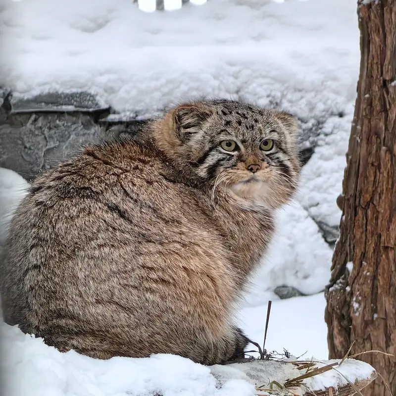 A photograph of Daughter of Eve of 2023 Ⅱ in Novosibirsk Zoo
