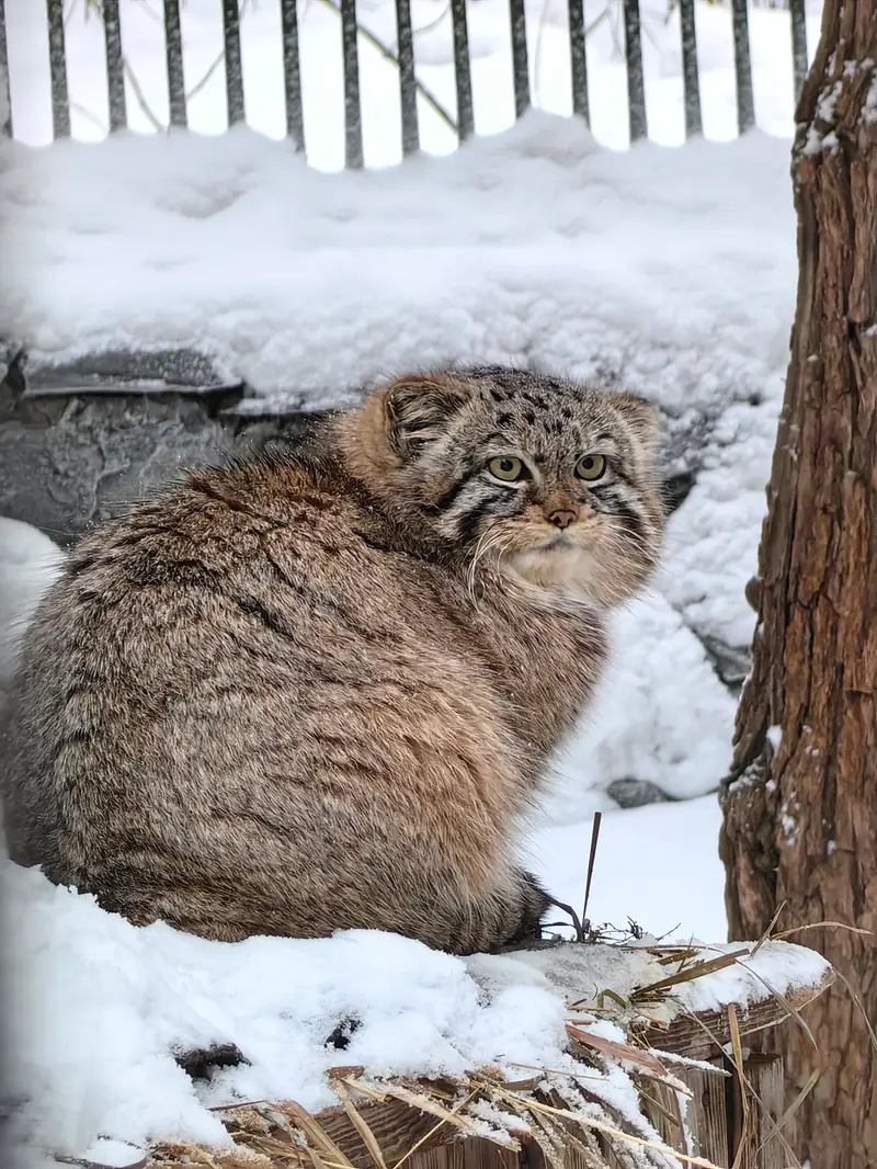 A photograph of Daughter of Eve of 2023 Ⅱ in Novosibirsk Zoo