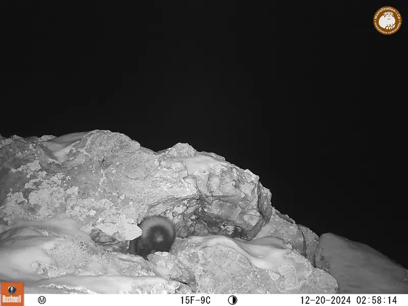 A photograph of Steppe polecat from Besshoky 1 camera trap
