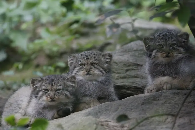 A photograph of a Pallas's cat