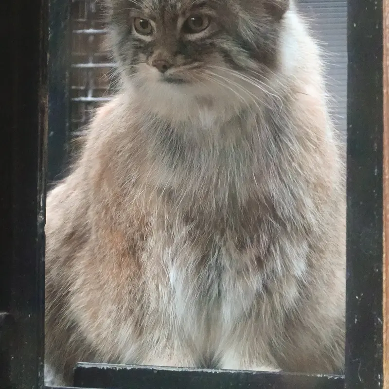 A photograph of Oliva in Saitama Children's Zoo