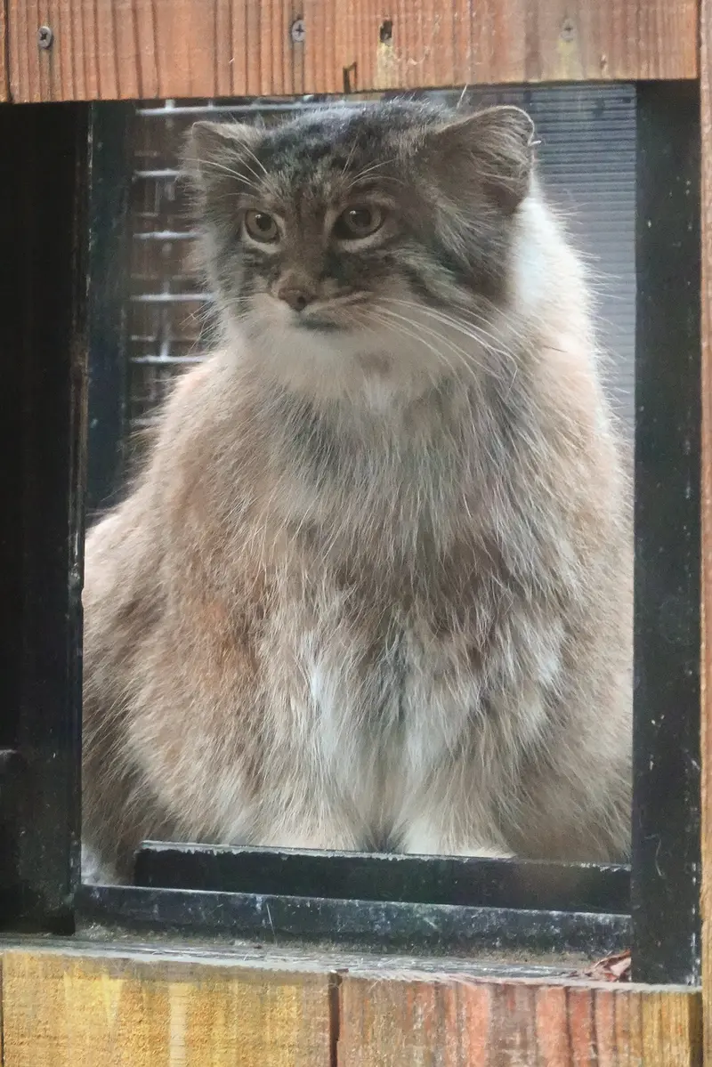 A photograph of Oliva in Saitama Children's Zoo