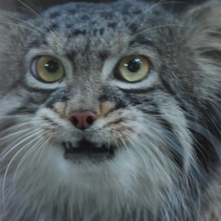 A photograph of a Pallas's cat in Nogeyama Zoo