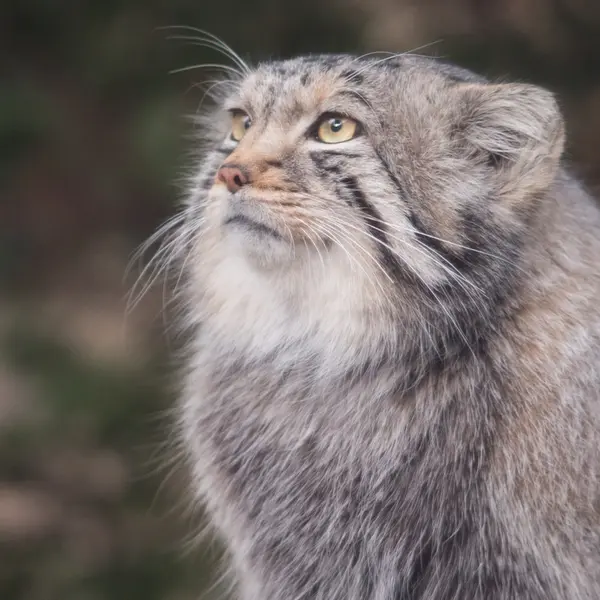 A photograph of Nagomu in Nasu Animal Kingdom