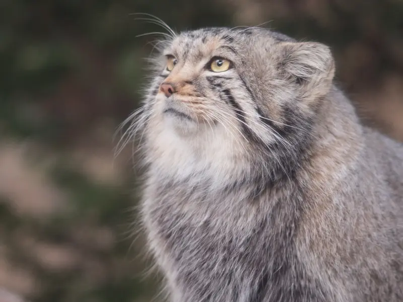 A photograph of Nagomu in Nasu Animal Kingdom