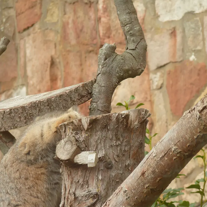 A photograph of Duchess in Edinburgh Zoo