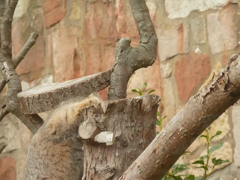 A photograph of Duchess in Edinburgh Zoo