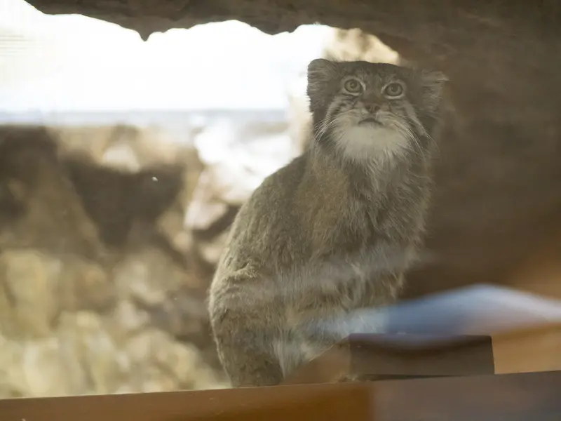 A photograph of Klyon in Ueno Zoological Gardens