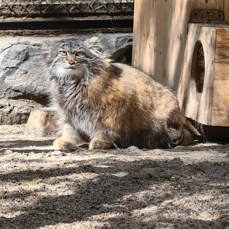 A photograph of Adele in Novosibirsk Zoo