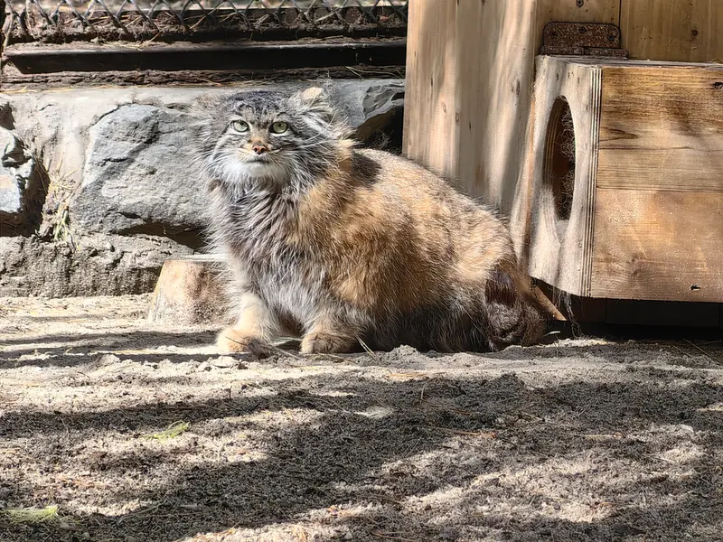 A photograph of Adele in Novosibirsk Zoo