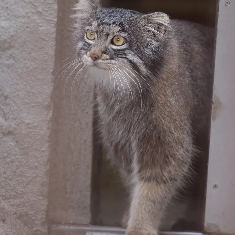 A photograph of Figa in Nogeyama Zoo