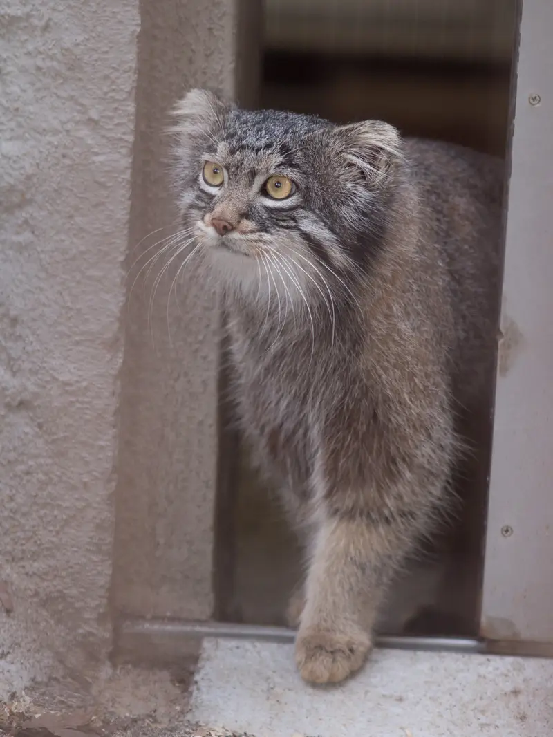 A photograph of Figa in Nogeyama Zoo