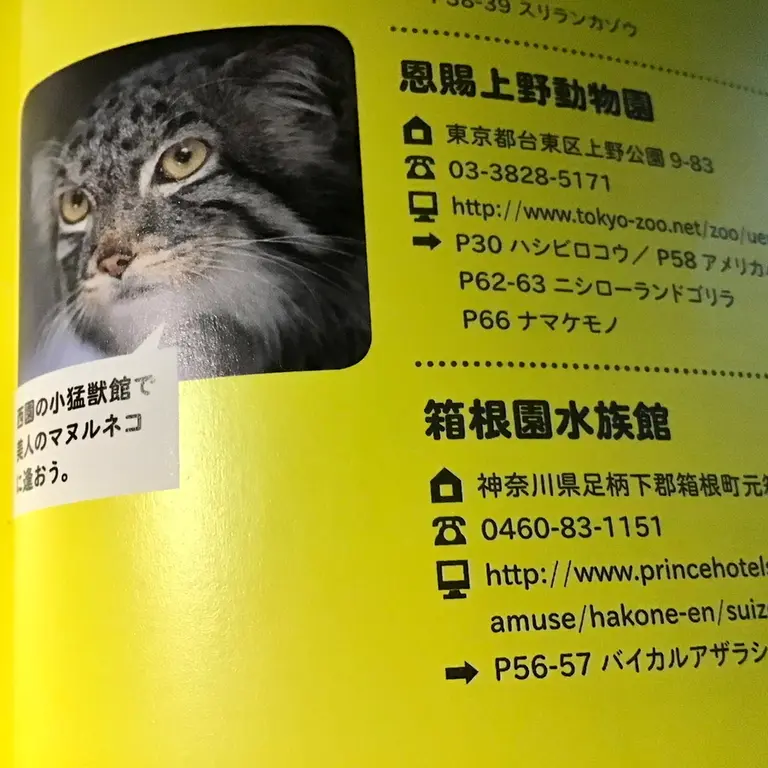 A photograph of Lalaa in Ueno Zoological Gardens