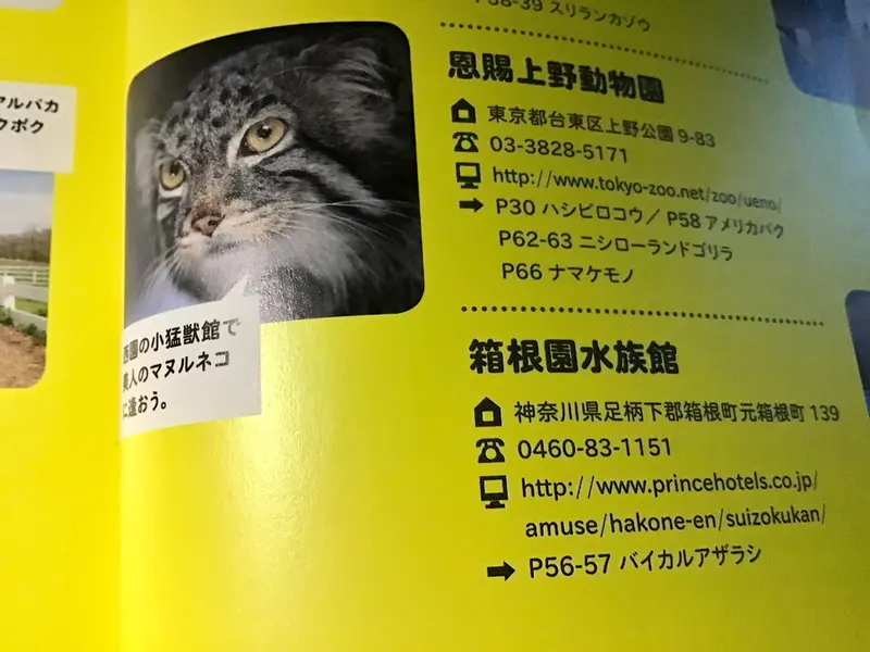 A photograph of Lalaa in Ueno Zoological Gardens