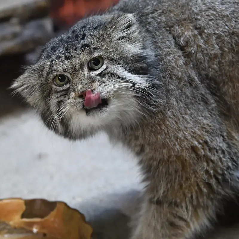 A photograph of Klyon in Ueno Zoological Gardens