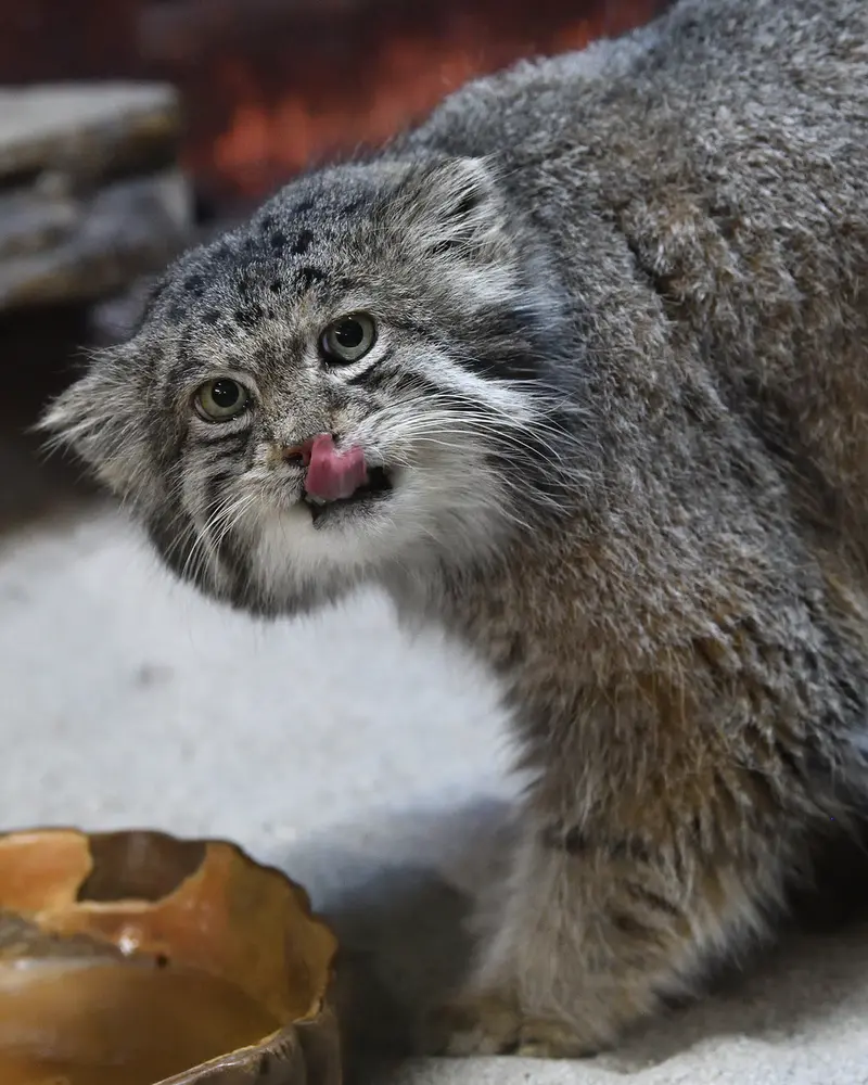 A photograph of Klyon in Ueno Zoological Gardens