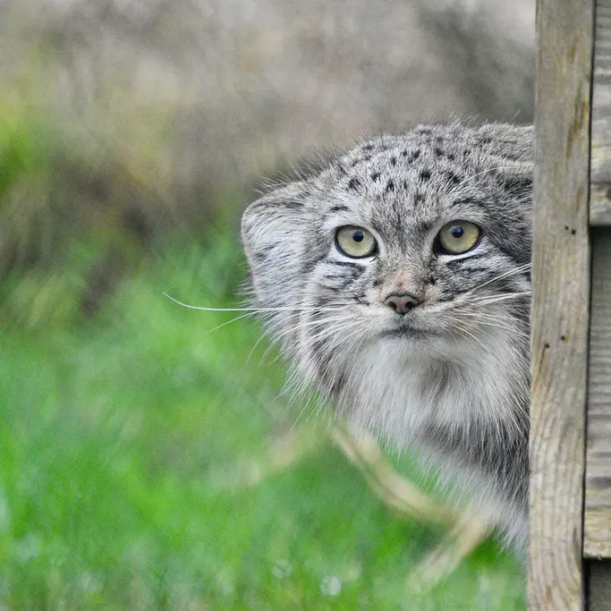 A photograph of a Pallas's cat in Port Lympne Wild Animal Park