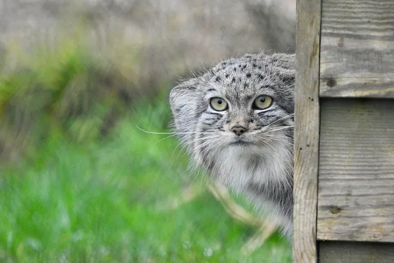 A photograph of a Pallas's cat in Port Lympne Wild Animal Park