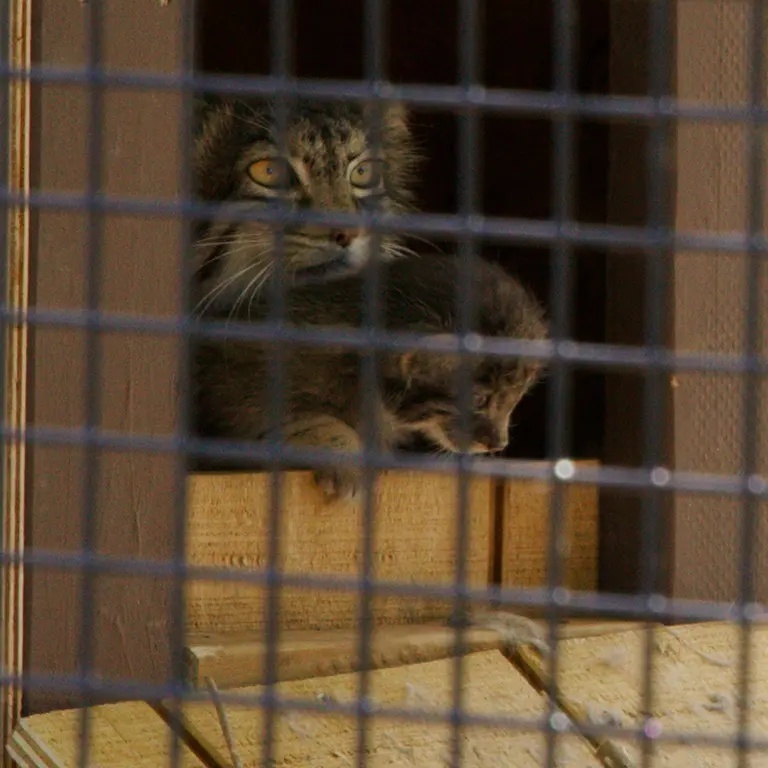 A photograph of Eevie in Niabi Zoo