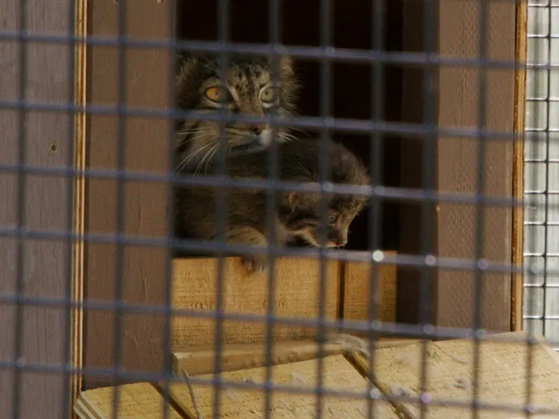 A photograph of Eevie in Niabi Zoo