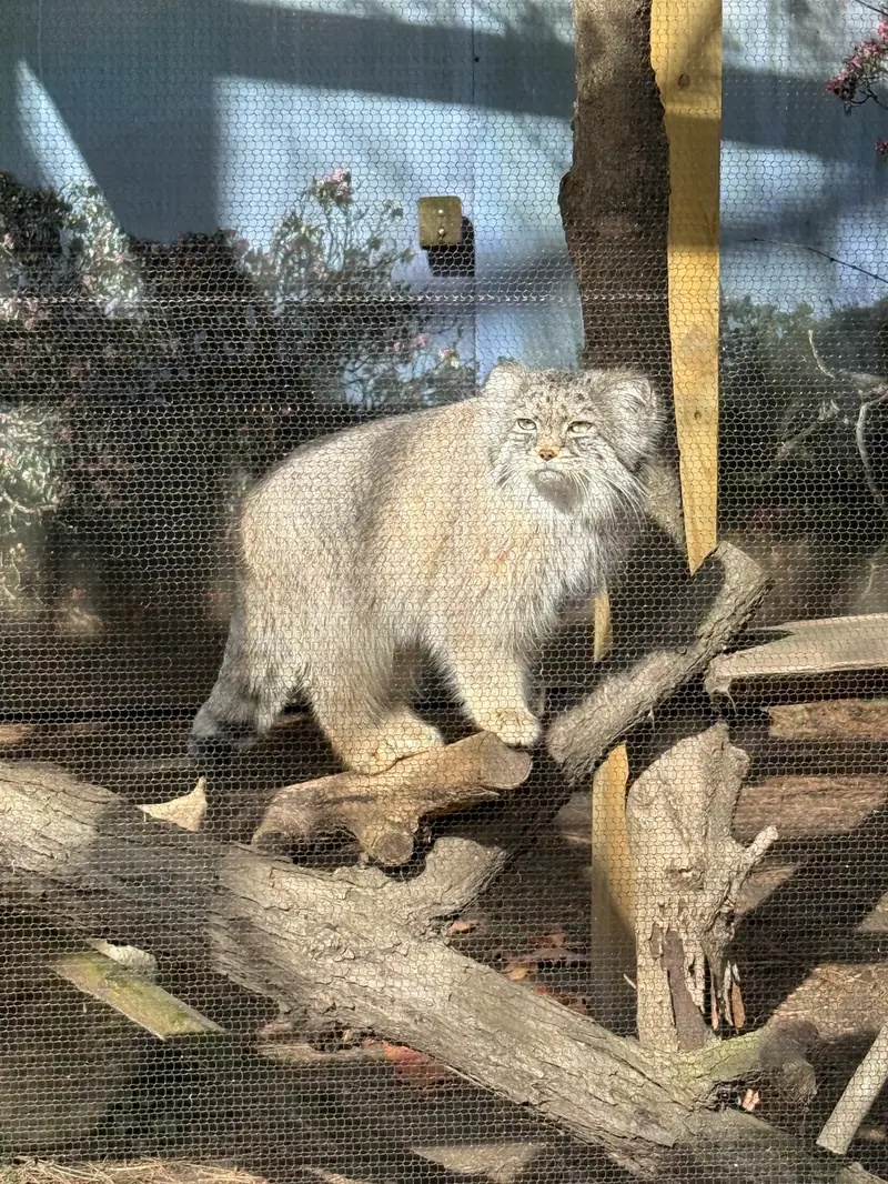 A photograph of Pazi in Potter Park Zoo