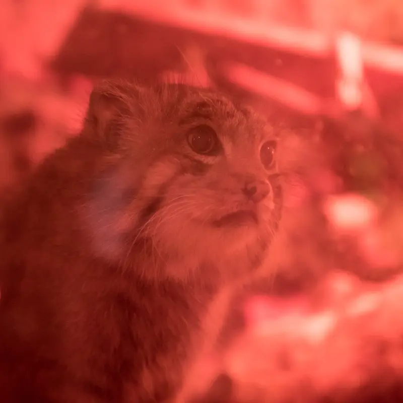 A photograph of Naim in Ueno Zoological Gardens