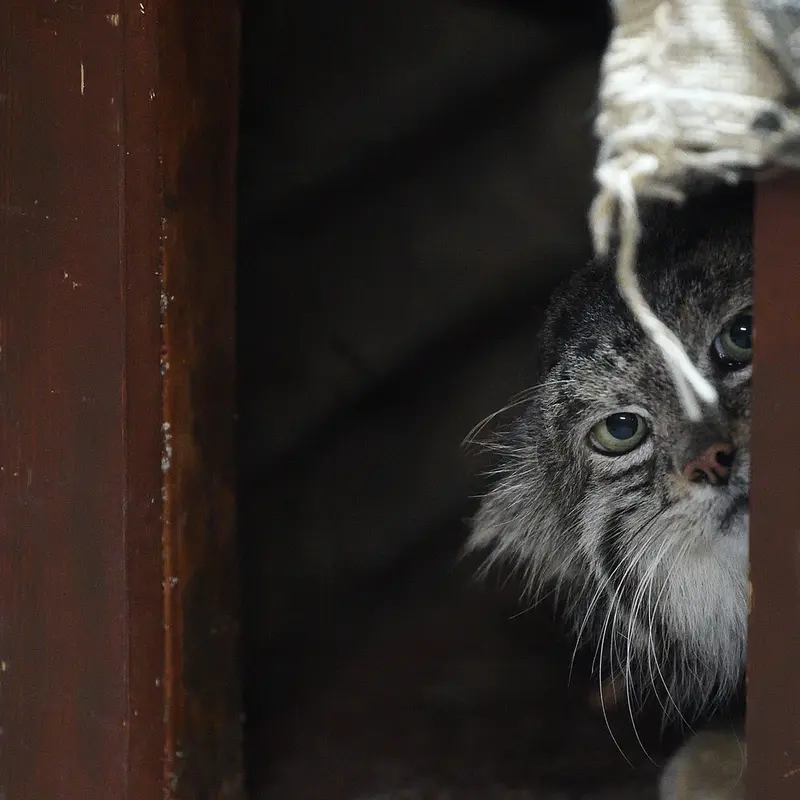 A photograph of Klyon in Ueno Zoological Gardens