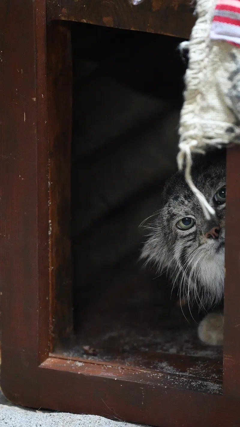 A photograph of Klyon in Ueno Zoological Gardens