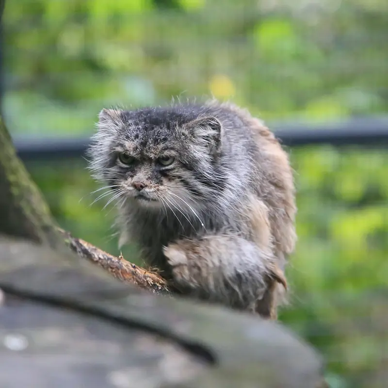 A photograph of Pazzo in Łódź Zoo