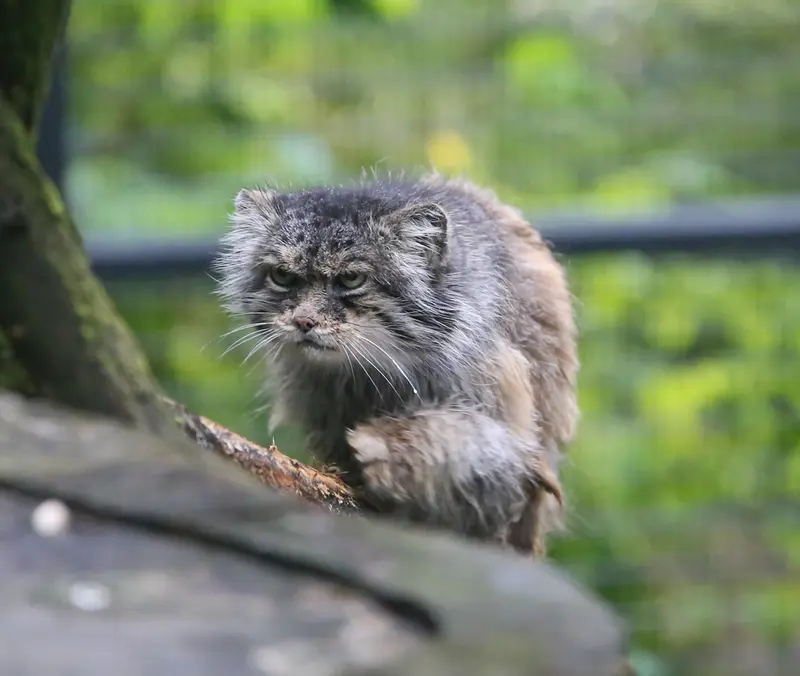A photograph of Pazzo in Łódź Zoo