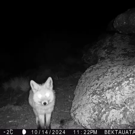 A photograph of Red fox from Bektauata 2 camera trap