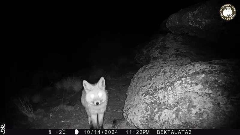 A photograph of Red fox from Bektauata 2 camera trap