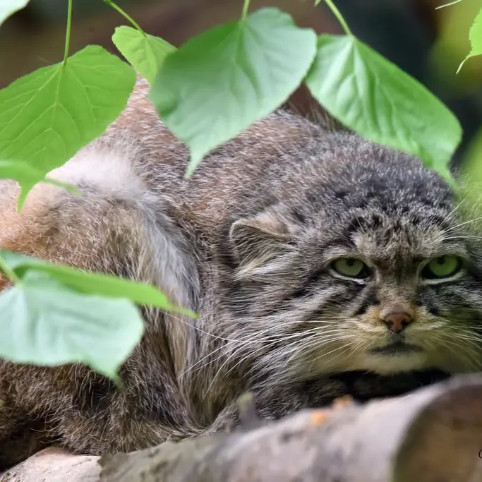 A photograph of Nathu in Lumigny Safari Reserve
