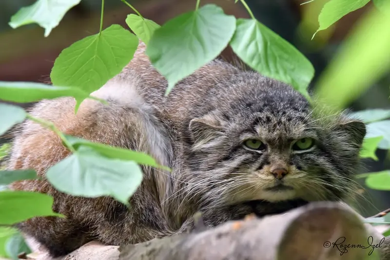 A photograph of Nathu in Lumigny Safari Reserve