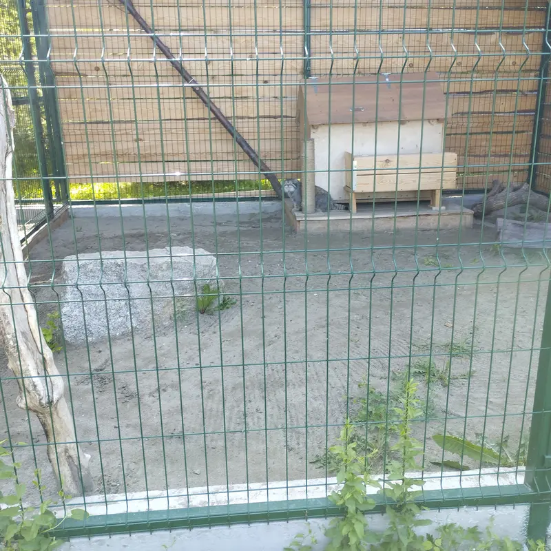 A photograph of Chip in Barnaul zoo “Lesnaya skazka”