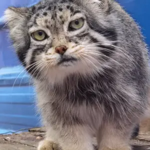 A photograph of Sun Simiao in Qinghai-Tibet Plateau Wildlife Zoo