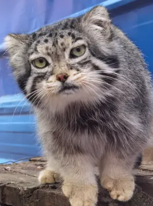 A photograph of Sun Simiao in Qinghai-Tibet Plateau Wildlife Zoo