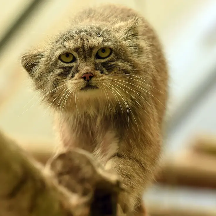 A photograph of Nathu in Lumigny Safari Reserve