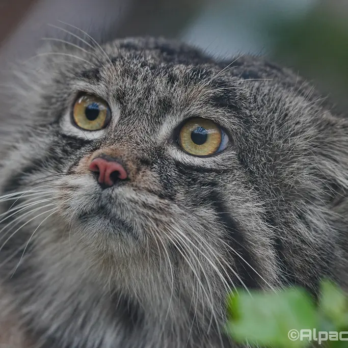 A photograph of Nar in Kobe Animal Kingdom