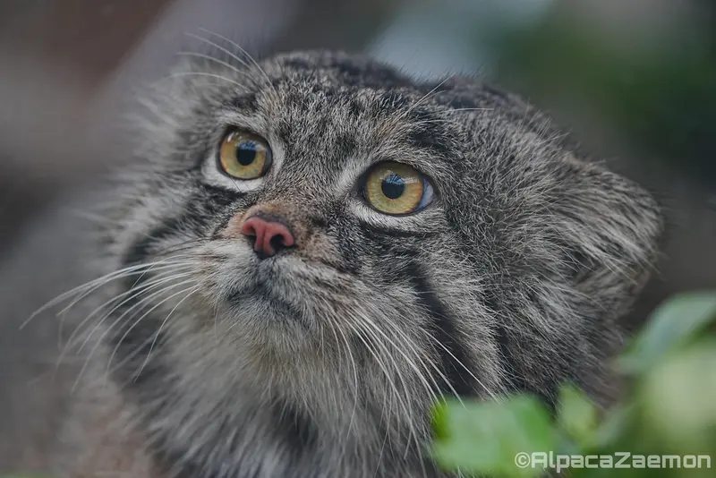 A photograph of Nar in Kobe Animal Kingdom