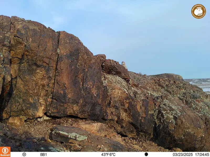 A photograph of Little Owl from Aktas-Kunkora camera trap